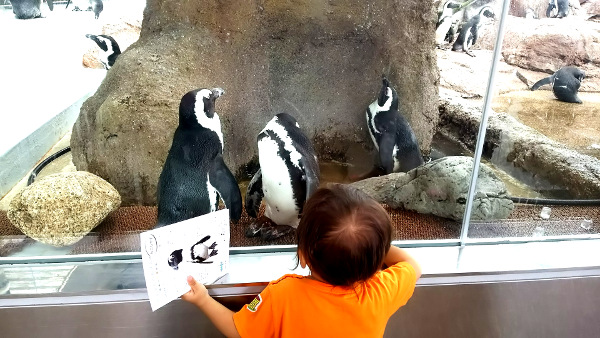 京都水族館ペンギン