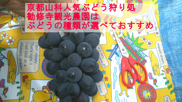 京都山科の人気ぶどう狩り処 勧修寺観光農園は、葡萄の種類が選べておすすめ。