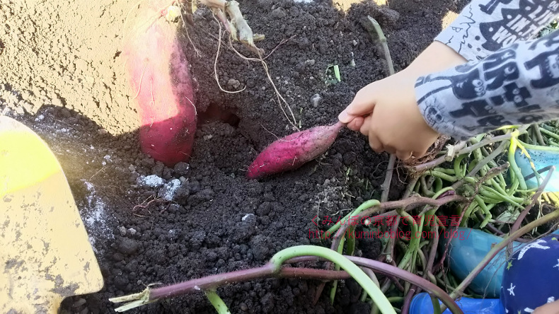 芋掘り体験